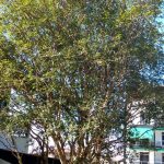 Camping-garatucaia-angra-dos-reis-RJ-2