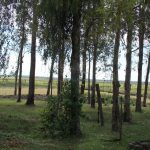 camping Crioula-Arambaré-Rio-Grande-Do-Sul-RS-17