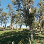 camping Crioula-Arambaré-Rio-Grande-Do-Sul-RS-19