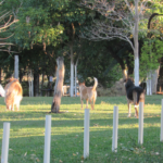 Camping Canarinho – Capitólio – MG-4
