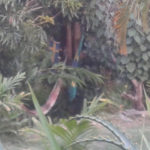 Camping Mangalo-20