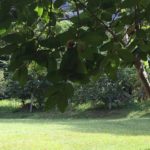 Camping Água da Rocha – Capitólio – MG3