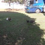 camping ringos-jaguariuna-sp-5