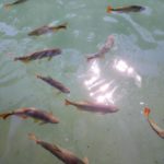 camping seu assis-jardim-ms-4