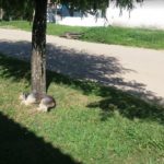Camping Ferroviários Cassino 4