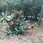 Camping dos Pinheiros – Ibitipoca-MG-17