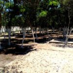 galé-beach-camping-bombinhas-sc-12