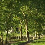 Camping Encanto Verde – Dona Emma – SC – 11