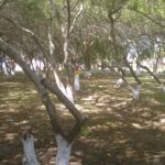 Camping Guanabara Cassino-rio grande-rs-11