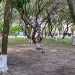 Camping Guanabara Cassino-rio grande-rs-2