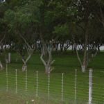 Camping Guanabara Cassino-rio grande-rs-5