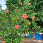Camping Parque Lazer – Praínha de Entre Rios-SC-7