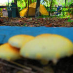 Eco Camping Flor da Moringa-Aracati-CE-1