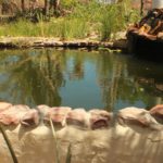 Eco Camping Flor da Moringa-Aracati-CE-2