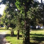 camping do ademar-milho verde-mg-8