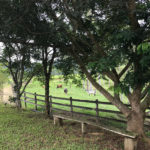 camping fazenda bethary-petar-sp-1