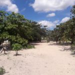 Caju Brisa Camping-cajueiro da praia-PI-3