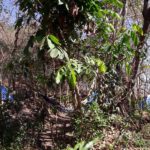 Camping Alquimia-Palmas-TO-2
