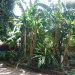 Iguanas Camping-Alter do Chão-Santarém-PA 3