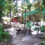 Iguanas Camping-Alter do Chão-Santarém-PA 5