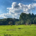Camping Sitio Tradição-Gramado-RS-1