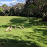 Parque Natural Morro Azul- Municipal Freymund Germer-pomerode-2