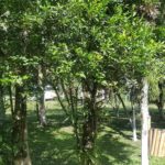 Camping Da Vovó Kuki-morretes-pr-1