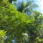 Camping Da Vovó Kuki-morretes-pr-5