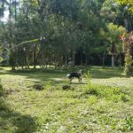 Camping Da Vovó Kuki-morretes-pr-8