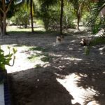 Camping Sitio Santo Antonio-itaporanda dajuda-se-12