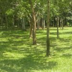 Camping Beira Rio – Sana-rj-19