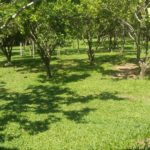 Camping Beira Rio – Sana-rj-2