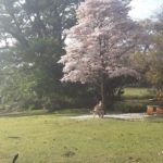 Camping Pousada Cantinho da Figueira-Timburi-SP-6