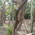 Camping e Hostel da Malu-são sebastião-SP-4