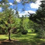 camping chácara dos pinus-pelotas-RS-3