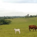 camping do Patrola-Glorinha-RS-4