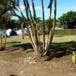 camping recanto caiçara-guaraú-peruíbe-sp-5