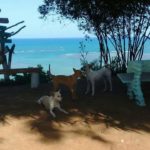 Camping Mirante Alto dos Mouras-Japaratinga-AL-8