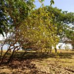 Camping Rio Xingu-são felix do xingu-PA-1