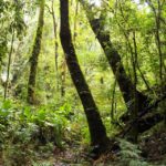 Camping Cachoeira dos Ciganos-São José dos Pinhais-PR-2