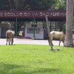 Camping parque Ecológico da Cachoeira-Congonhas-MG 5