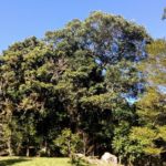 Camping Chácara da Bolinha-campina grande do sul-pr-5
