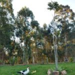 Camping Recanto Meia Serra-Tamarana-PR-7