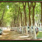 Camping Floresta-Barretos-SP-1