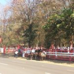 Camping Floresta-Barretos-SP-2