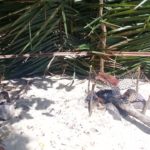 Camping Ilha de Itauna-Alcantara-MA-2