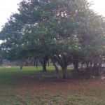 Camping Municipal Costa Doce-Arambaré-RS-11