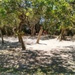 Camping do Waldecir-Ilha do Cardoso-SP-3