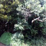 Cogumelos Camping Rock-sao tome das letras-mg-23