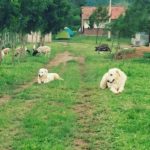 Pomaria Camping-Bananeiras-PB-4